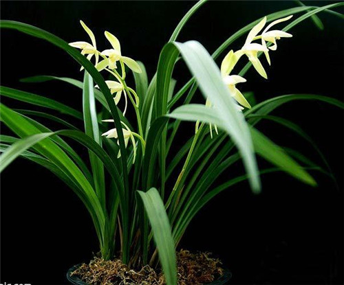 家居花藝風(fēng)水你留意了嗎