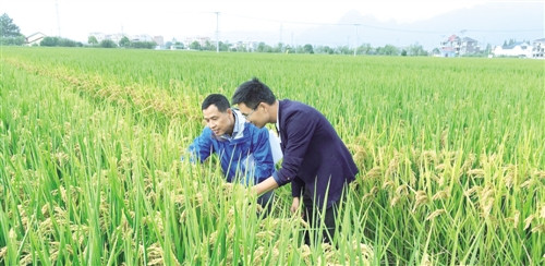 提高植物免疫力,植物少得病