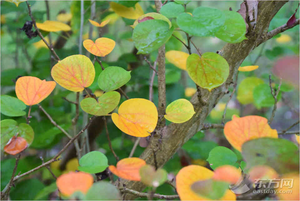 共青森林公園彩葉樹種進(jìn)入最佳賞葉期