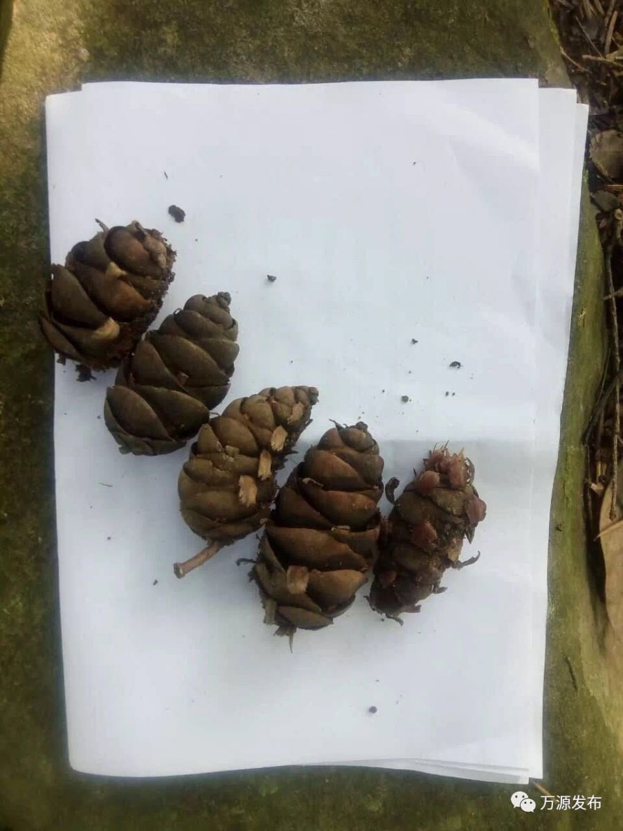 萬源絲羅鄉發現成片黃杉林 系珍稀瀕危植物