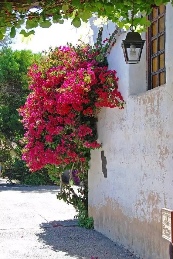 別小看農村，庭院打扮起來比別墅還美