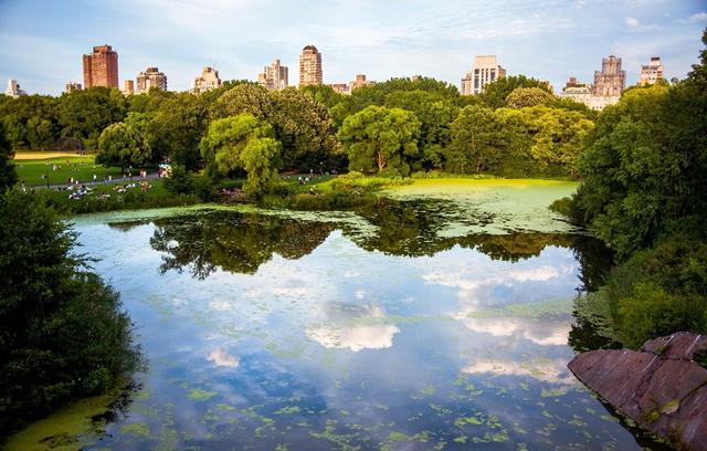 國(guó)家森林城市建設(shè)樹(shù)種選擇將影響生態(tài)效果