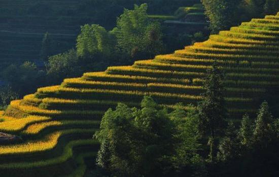 龍脊梯田入選全球重要農業文化遺產