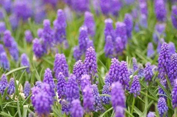 景觀植物——球根花卉種植搭配攻略