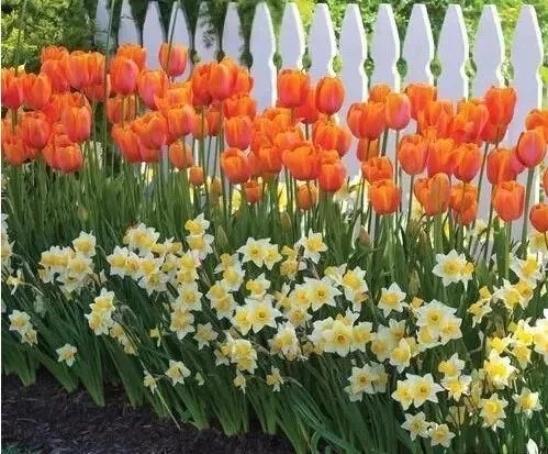 景觀植物——球根花卉種植搭配攻略