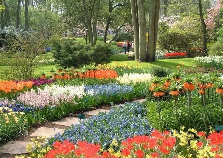 景觀植物——球根花卉種植搭配攻略