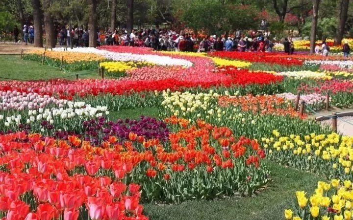 景觀植物——球根花卉種植搭配攻略