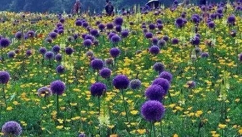 景觀植物——球根花卉種植搭配攻略