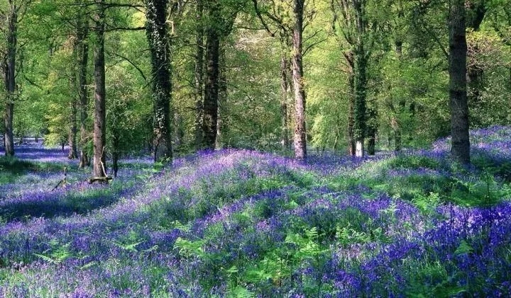 景觀植物——球根花卉種植搭配攻略