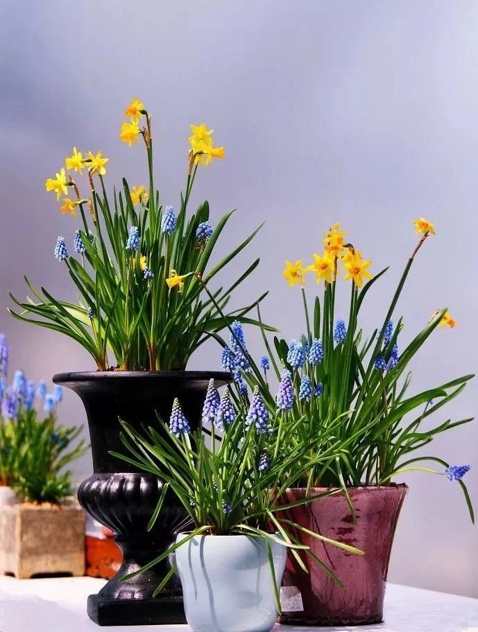 景觀植物——球根花卉種植搭配攻略