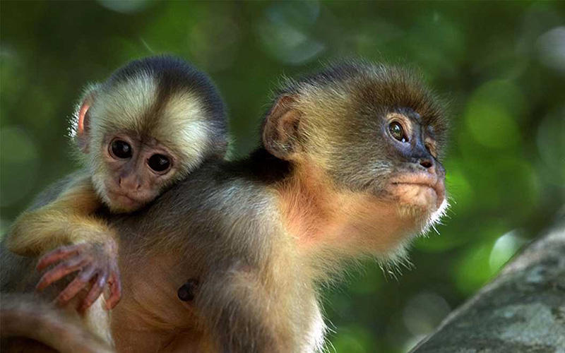 十年用掉144億！保護(hù)生物多樣性 沒錢怎么行