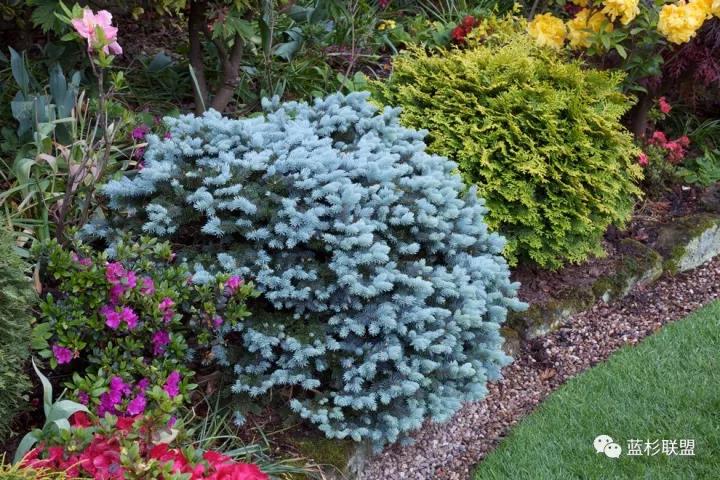 誰也搶不了科羅拉多藍杉的飯碗