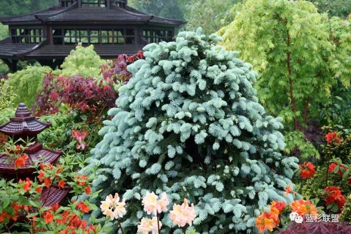 誰也搶不了科羅拉多藍杉的飯碗