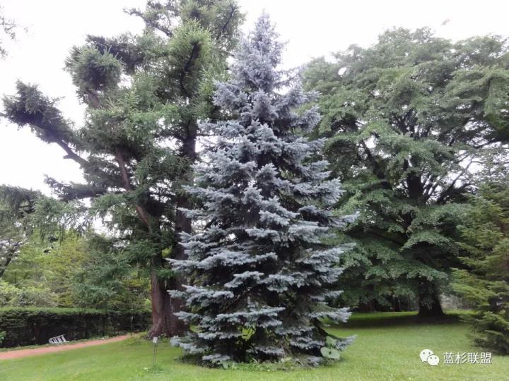 誰也搶不了科羅拉多藍杉的飯碗