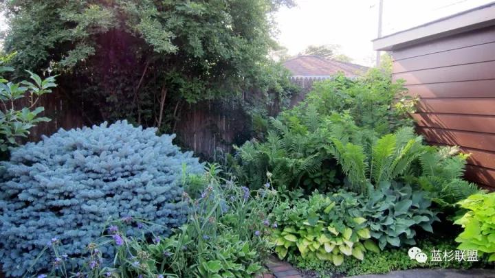 誰也搶不了科羅拉多藍杉的飯碗