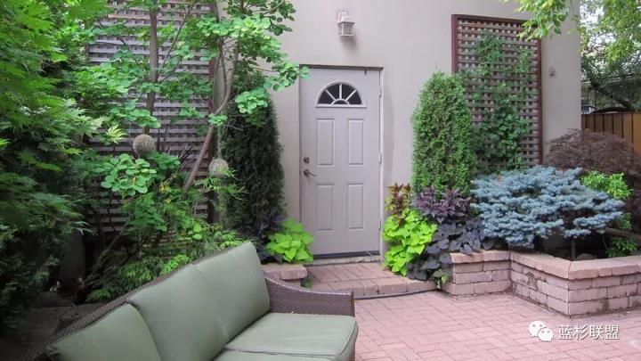 誰也搶不了科羅拉多藍杉的飯碗