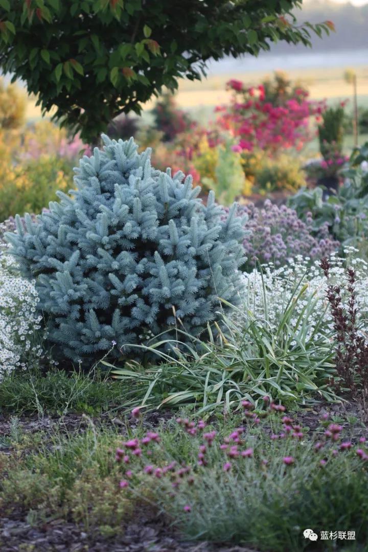 誰也搶不了科羅拉多藍杉的飯碗