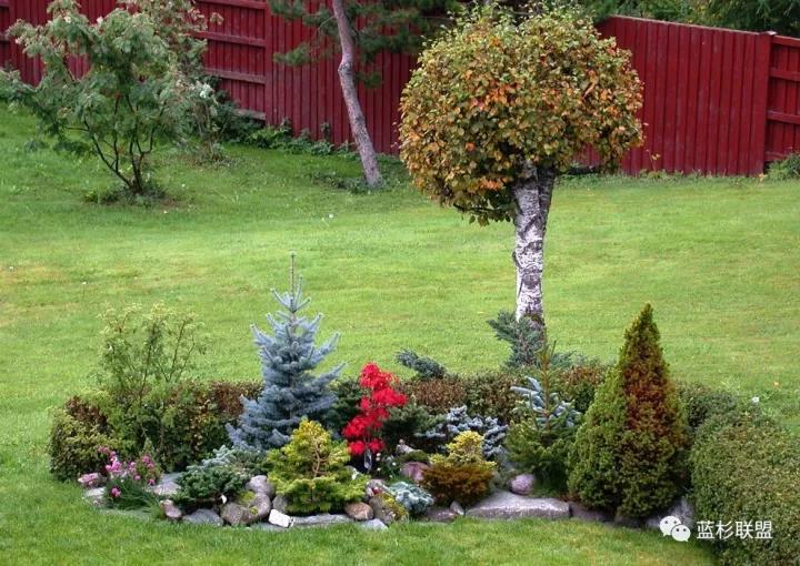 誰也搶不了科羅拉多藍杉的飯碗