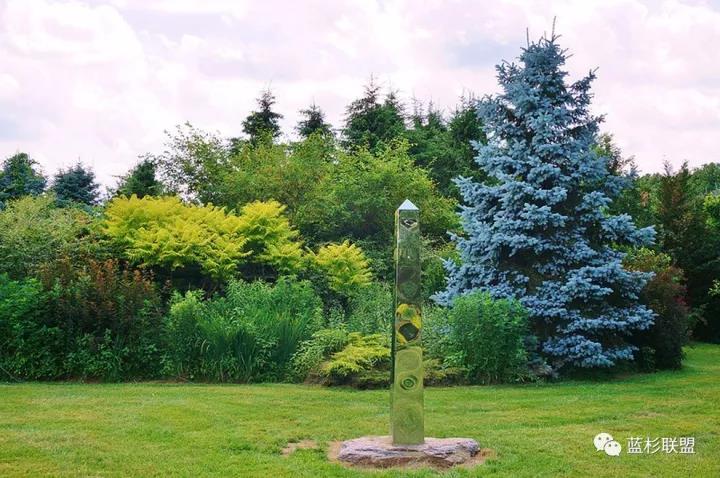 誰也搶不了科羅拉多藍杉的飯碗