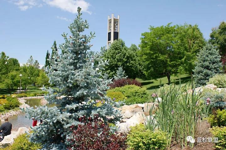 誰也搶不了科羅拉多藍杉的飯碗