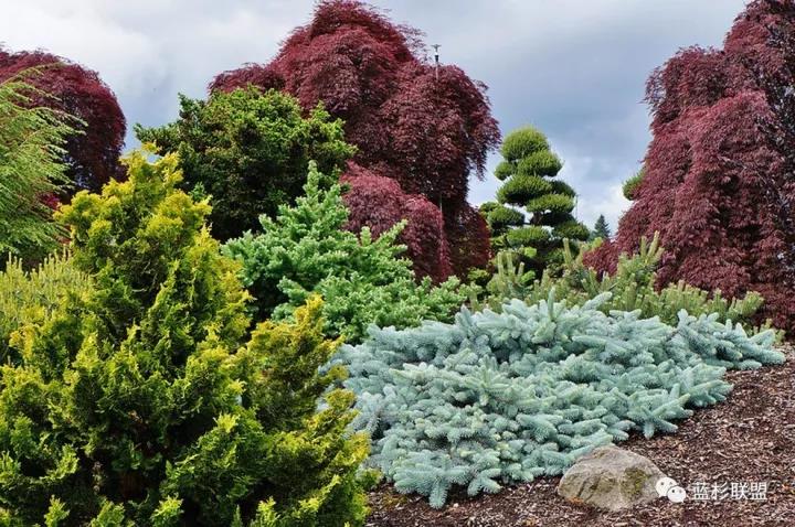 誰也搶不了科羅拉多藍杉的飯碗