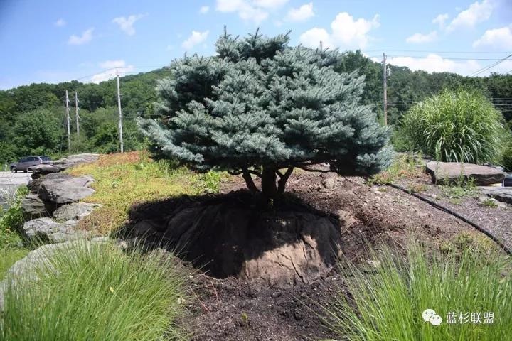 誰也搶不了科羅拉多藍杉的飯碗