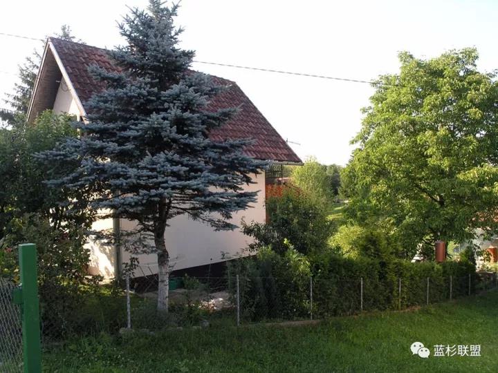 誰也搶不了科羅拉多藍杉的飯碗