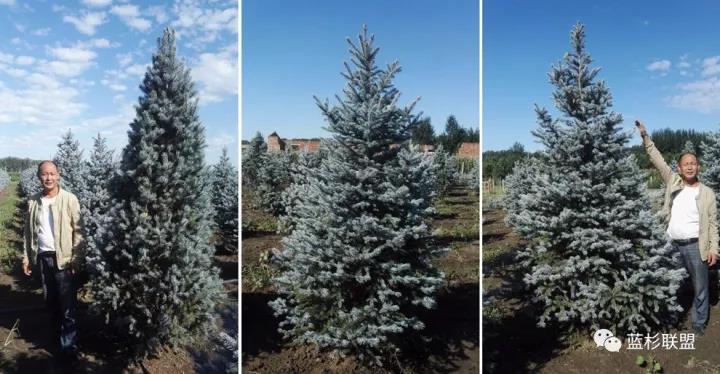 誰也搶不了科羅拉多藍杉的飯碗