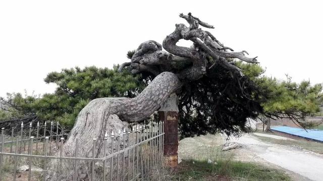 太行山壯觀的這些古樹