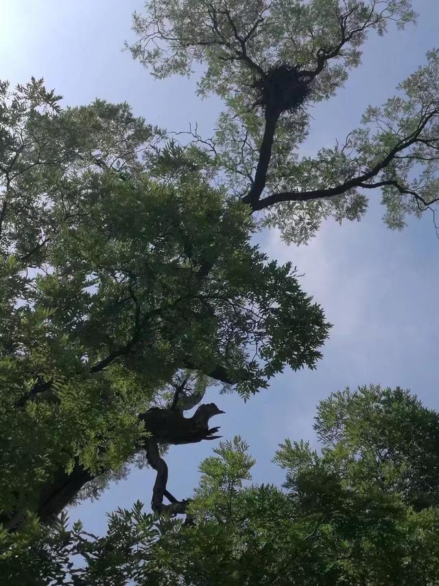 太行山壯觀的這些古樹