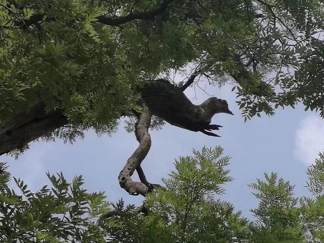 太行山壯觀的這些古樹