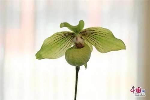 世界一級重點保護瀕危植物之麻栗坡兜蘭