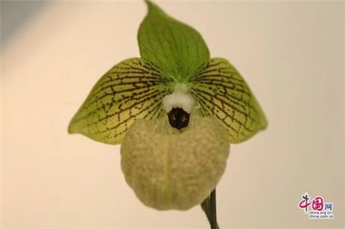 世界一級重點保護瀕危植物之麻栗坡兜蘭