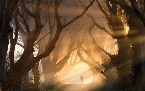 探秘愛爾蘭詭異鄉間小路黑暗樹籬