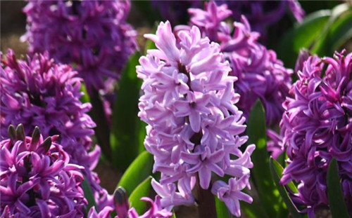 冬天養這六種超耐寒花卉盆栽