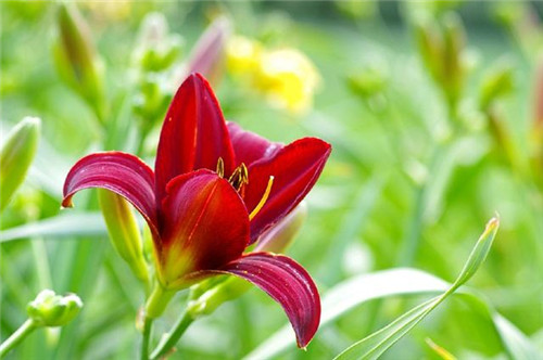 冬天養這六種超耐寒花卉盆栽