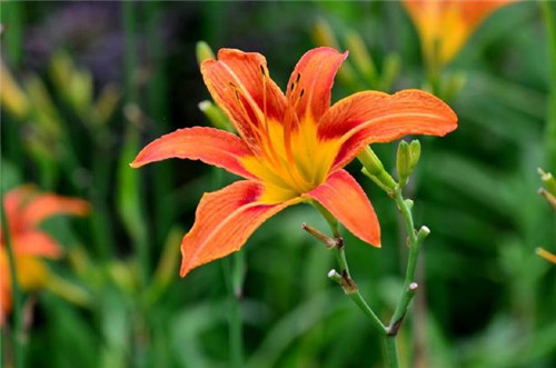 冬天養這六種超耐寒花卉盆栽