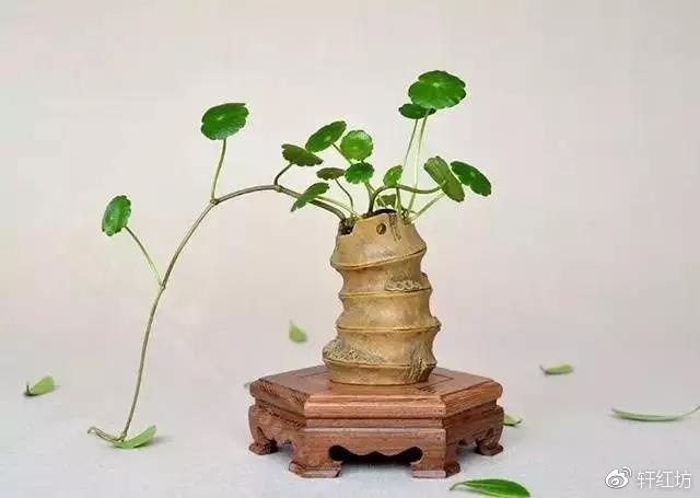 茶道，缺少插花不成雅致