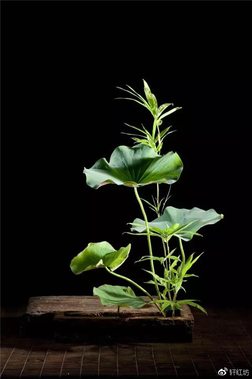 茶道，缺少插花不成雅致