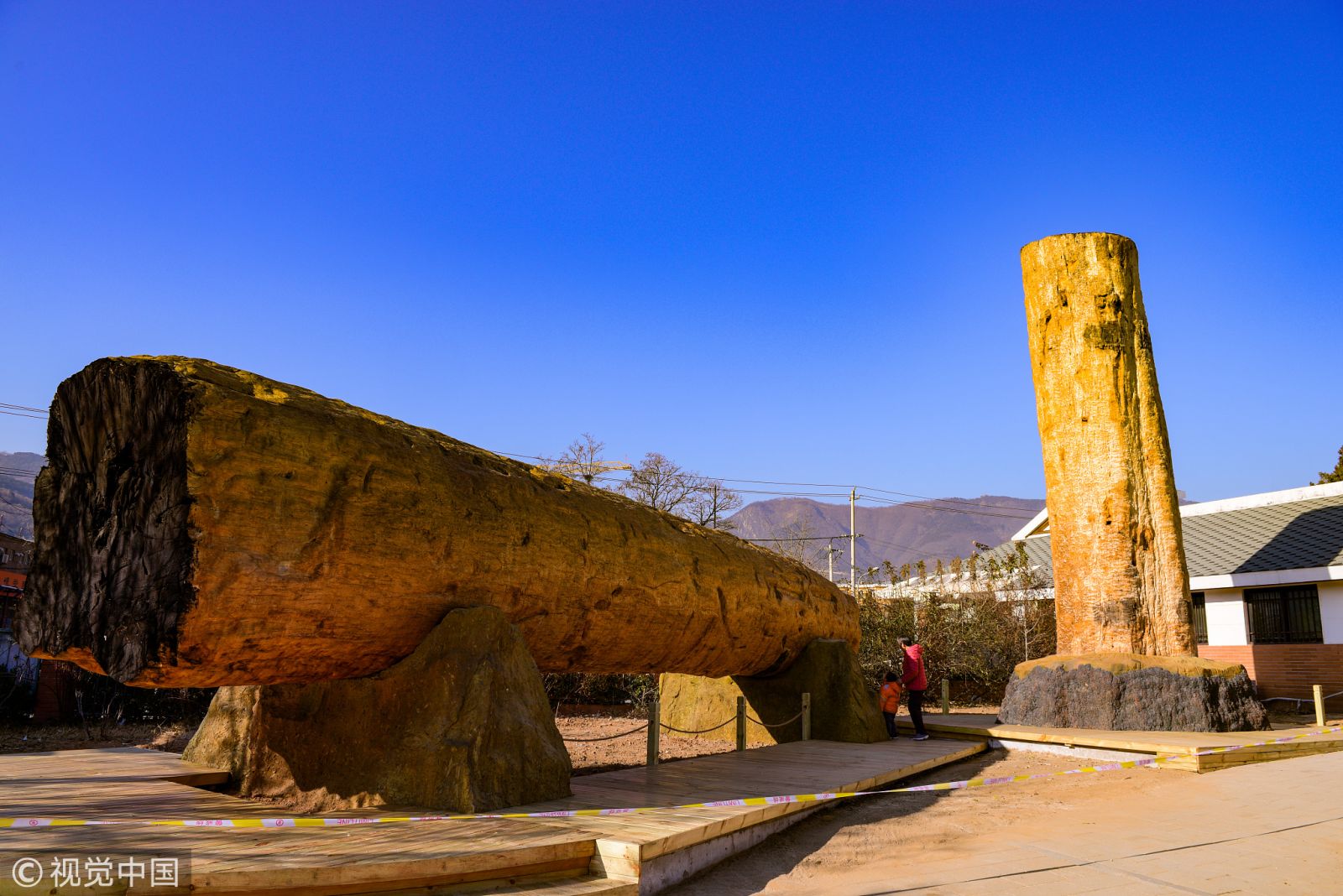 北京植物園兩根非洲紅木 對游客開放欣賞