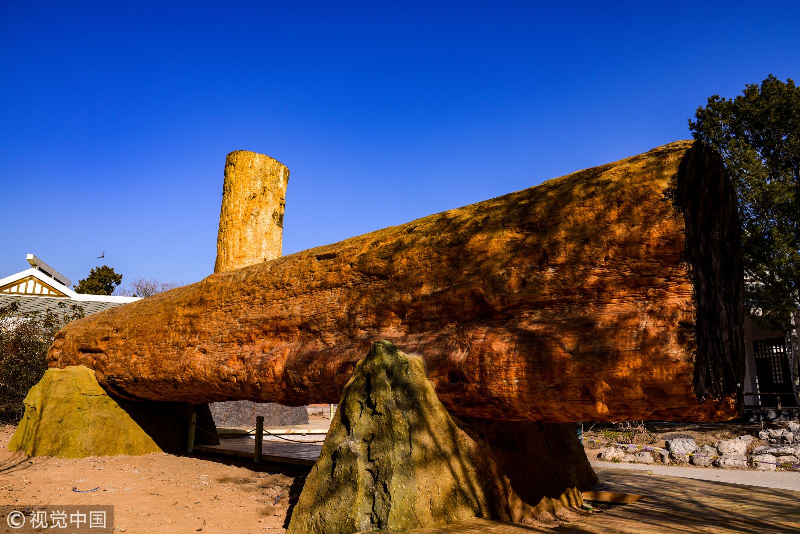 北京植物園兩根非洲紅木 對游客開放欣賞