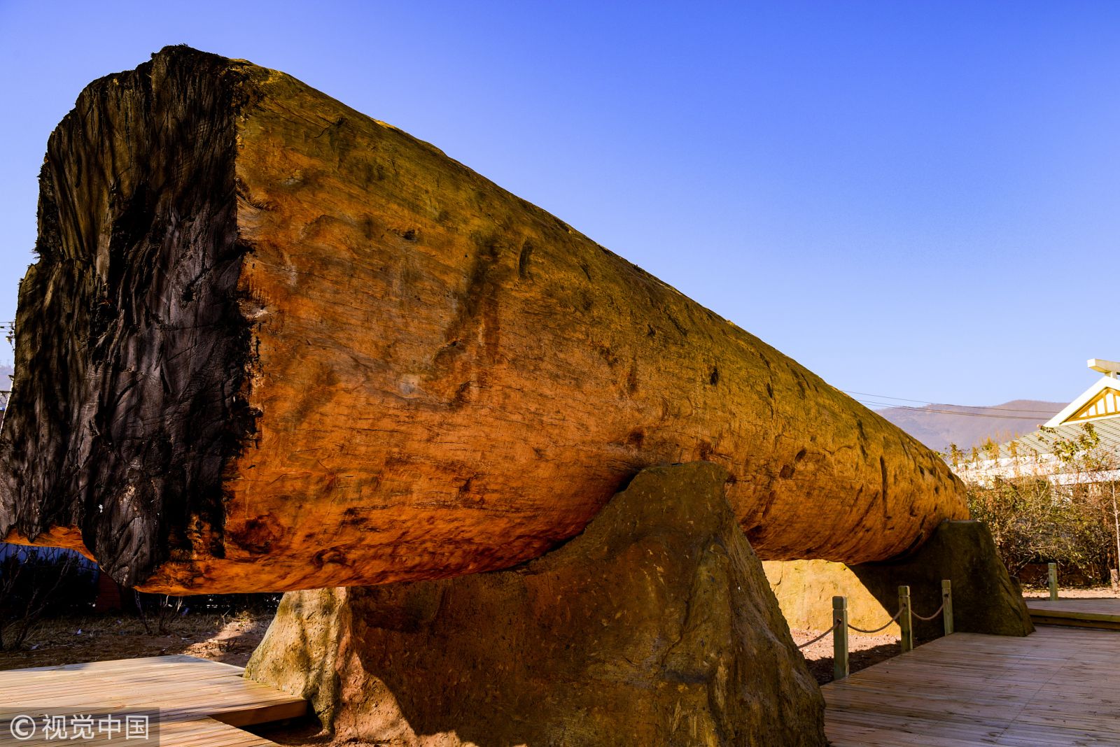 北京植物園兩根非洲紅木 對游客開放欣賞