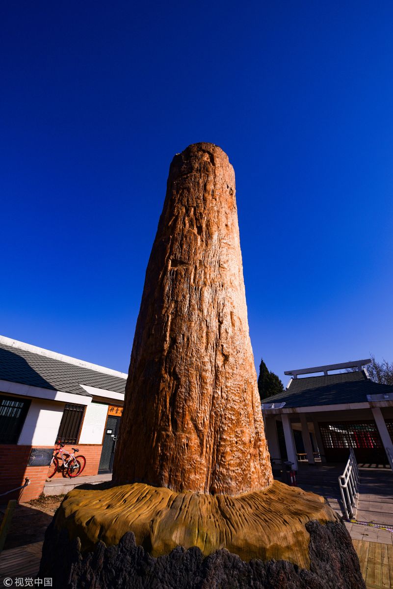 北京植物園兩根非洲紅木 對游客開放欣賞