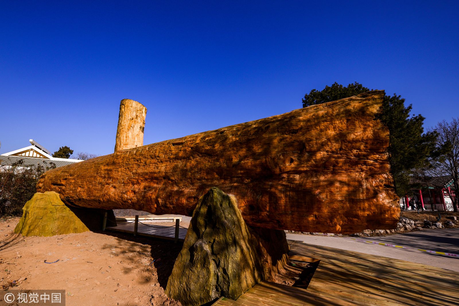 北京植物園兩根非洲紅木 對游客開放欣賞