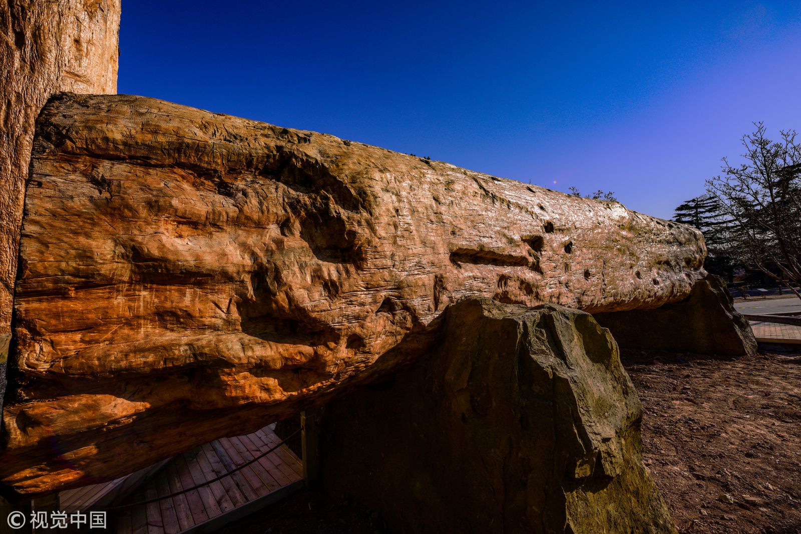 北京植物園兩根非洲紅木 對游客開放欣賞