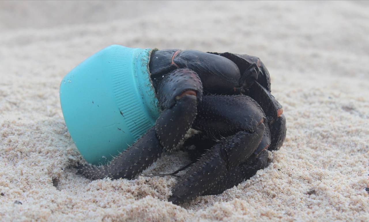 世界自然遺產的島嶼上堆積了3.8億個垃圾廢品