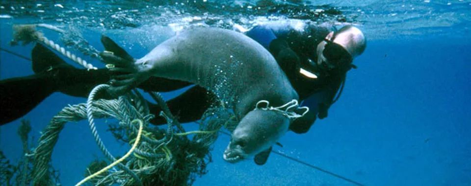 世界自然遺產的島嶼上堆積了3.8億個垃圾廢品