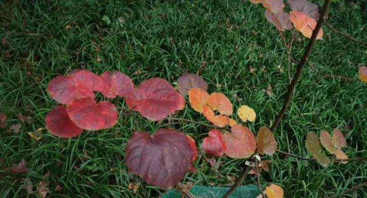 中科院植物學博士帶你認識瀕危植物
