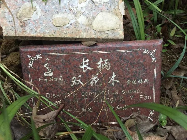 中科院植物學博士帶你認識瀕危植物