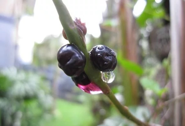 農村一種觀賞類植物，號稱“天然補鈣劑”